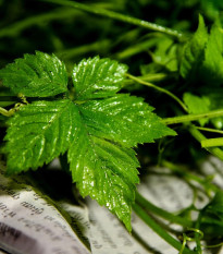 Ženšen pětilistý - Jiaogulan - Gynostemma Pentaphyllum - osivo ženšenu - 7 ks