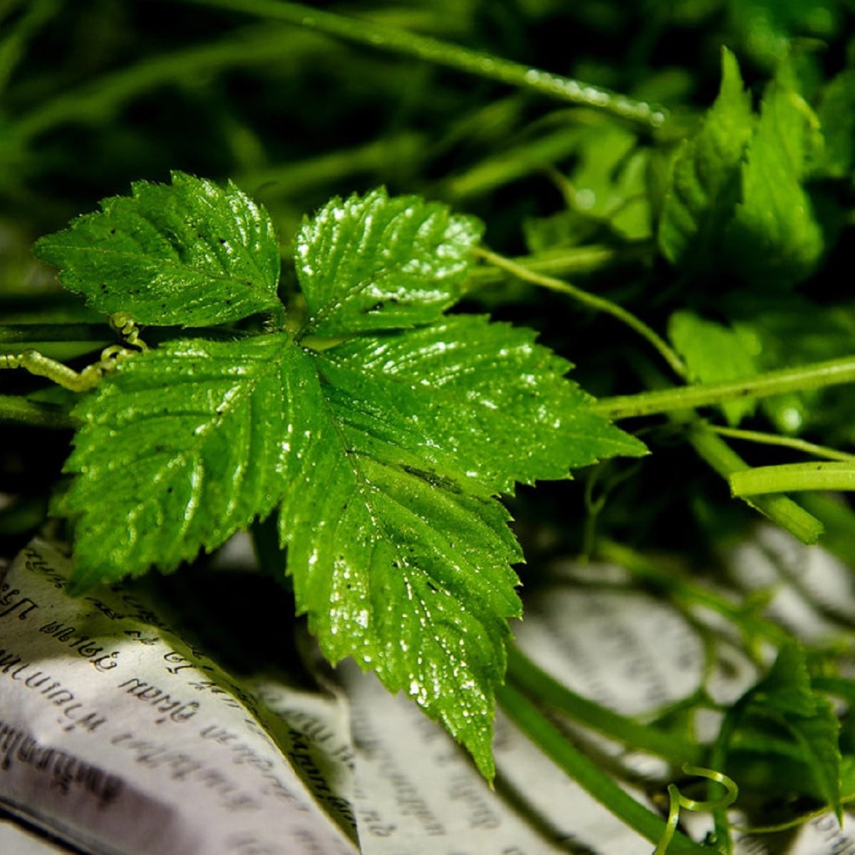 Ženšen pětilistý - Jiaogulan - Gynostemma Pentaphyllum - osivo ženšenu - 7 ks