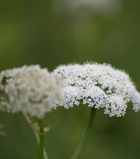 Bedrník obecný - Pimpinella saxifraga - osivo bedrníku - 50 ks