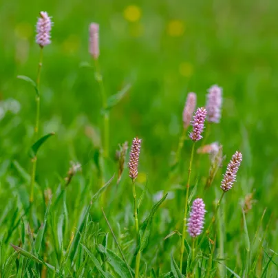 Rdesno Hadí kořen - Bistorta officinalis - osivo rdesna - 15 ks