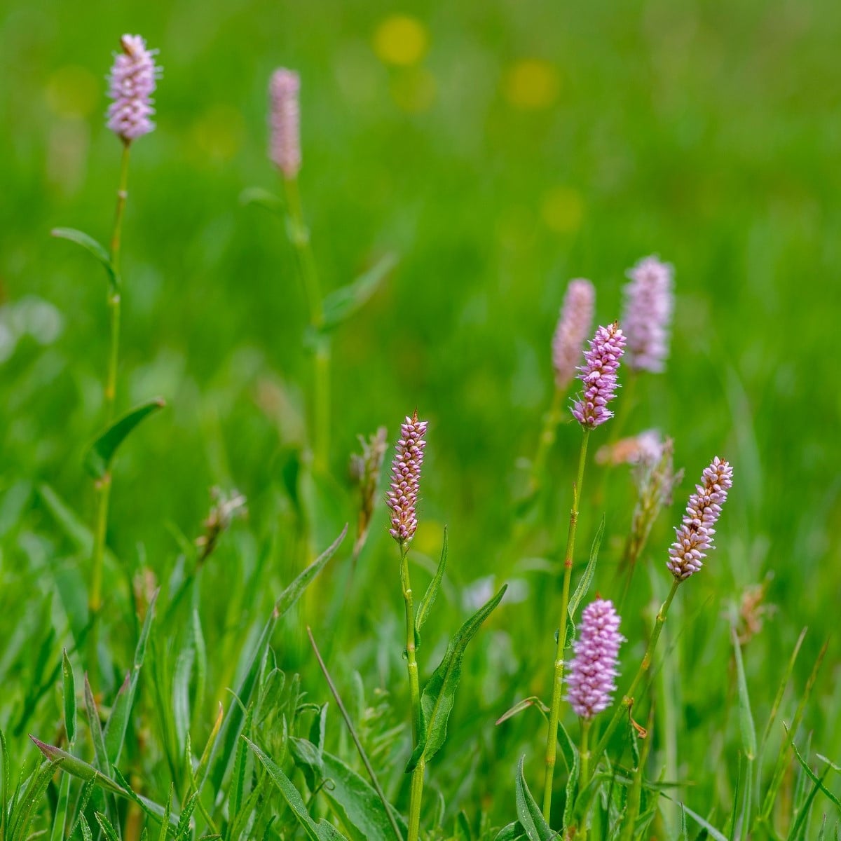 Rdesno Hadí kořen - Bistorta officinalis - osivo rdesna - 15 ks