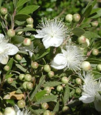 Myrta obecná - Myrtus communis - osivo myrty - 5 ks