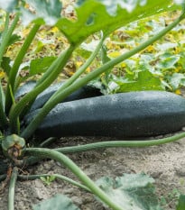 BIO Cuketa Ola Escaladora - Cucurbita pepo - bio osivo cukety - 5 ks