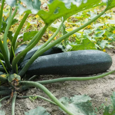 BIO Cuketa Ola Escaladora - Cucurbita pepo - bio osivo cukety - 5 ks