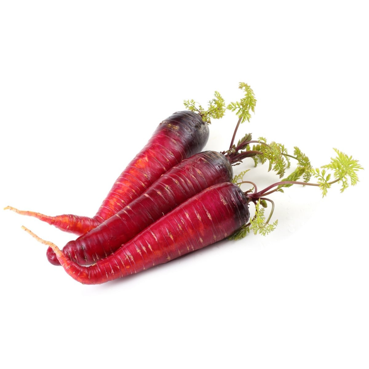 BIO Mrkev raná Rouge Sang - Daucus carota - bio osivo mrkve - 200 ks