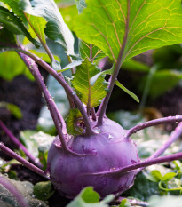 Kedluben raný modrý Ametyst F1 - Brassica oleracea - osivo kedlubny - 50  ks