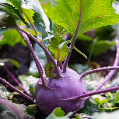 Kedluben raný modrý Ametyst F1 - Brassica oleracea - osivo kedlubny - 50  ks