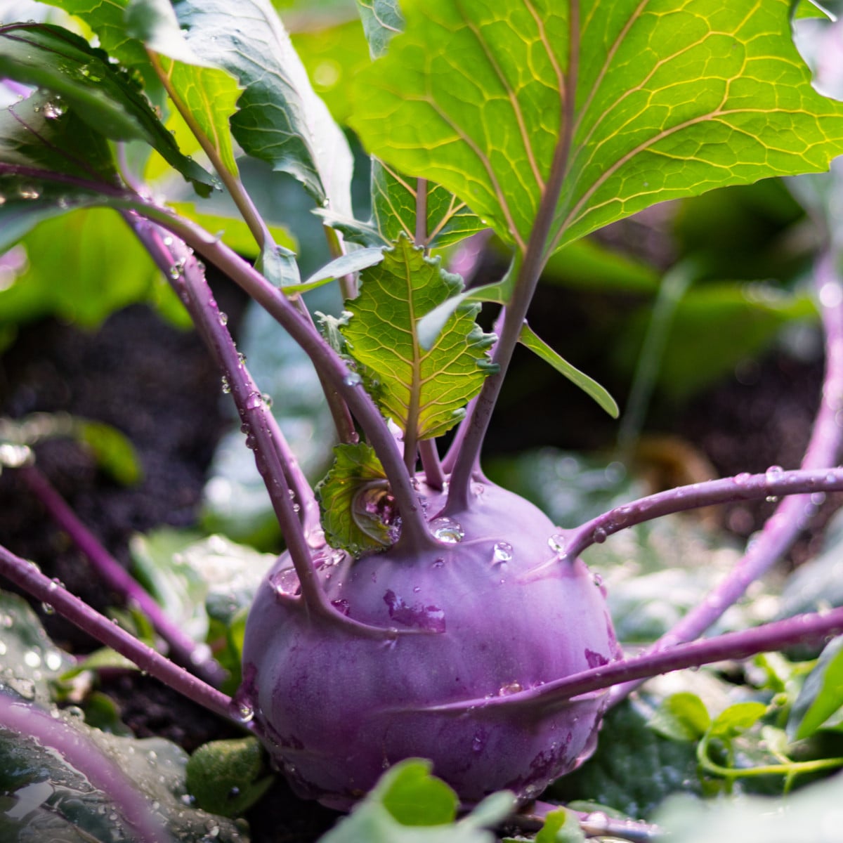 Kedluben raný modrý Ametyst F1 - Brassica oleracea - osivo kedlubny - 50  ks