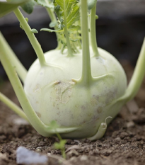 Kedluben pozdní bílý Gaston F1 - Brassica oleracea - osivo kedlubny - 50 ks