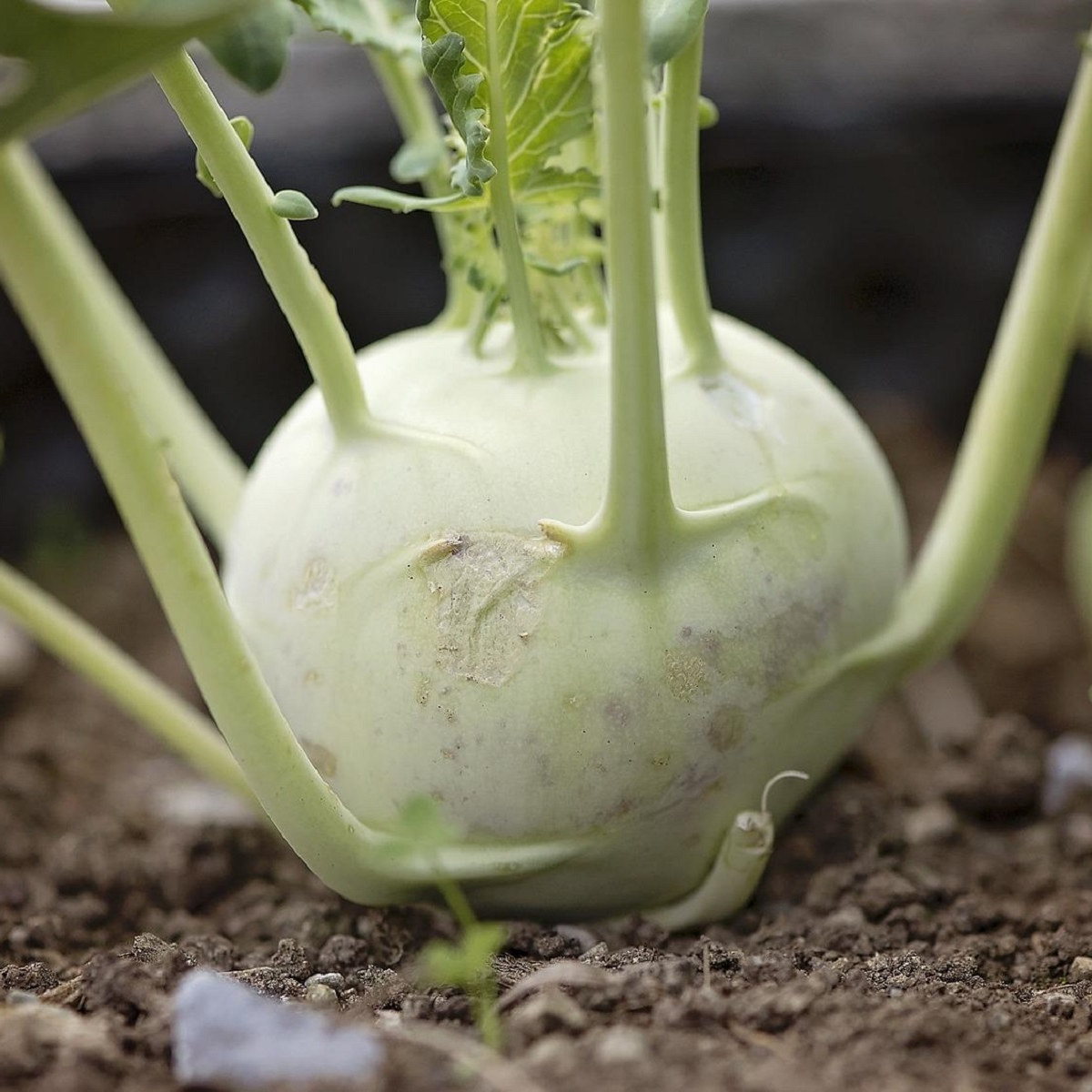 Kedluben pozdní bílý Gaston F1 - Brassica oleracea - osivo kedlubny - 50 ks