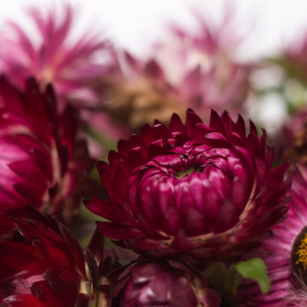 Smil listenatý Purple - Helichrysum bracteatum - osivo smilu - 300 ks