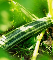 Cuketa Tapir – Cucurbita pepo – osivo cukety - 12 ks