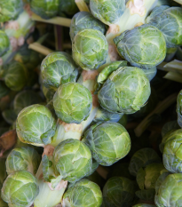 Kapusta růžičková Casiopea - Brassica oleracea - osivo kapusty - 400 ks