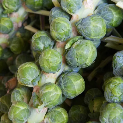 Kapusta růžičková Casiopea - Brassica oleracea - osivo kapusty - 400 ks
