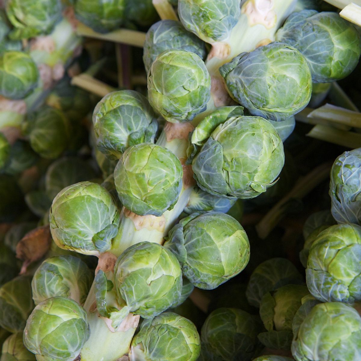Kapusta růžičková Casiopea - Brassica oleracea - osivo kapusty - 400 ks