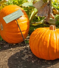 Dýně Tom Fox - Cucurbita pepo - osivo dýně - 5 ks