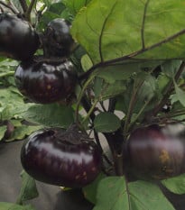 Lilek Laura - Solanum melongena - osivo lilku - 30 ks