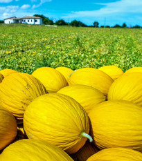 Meloun medový Bimbo F1 - Citrullus lanatus - osivo melounu - 6 ks