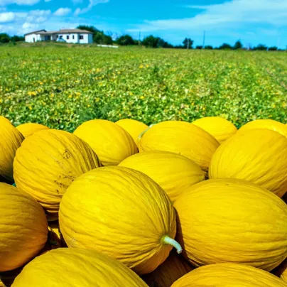 Meloun medový Bimbo F1 - Citrullus lanatus - osivo melounu - 6 ks