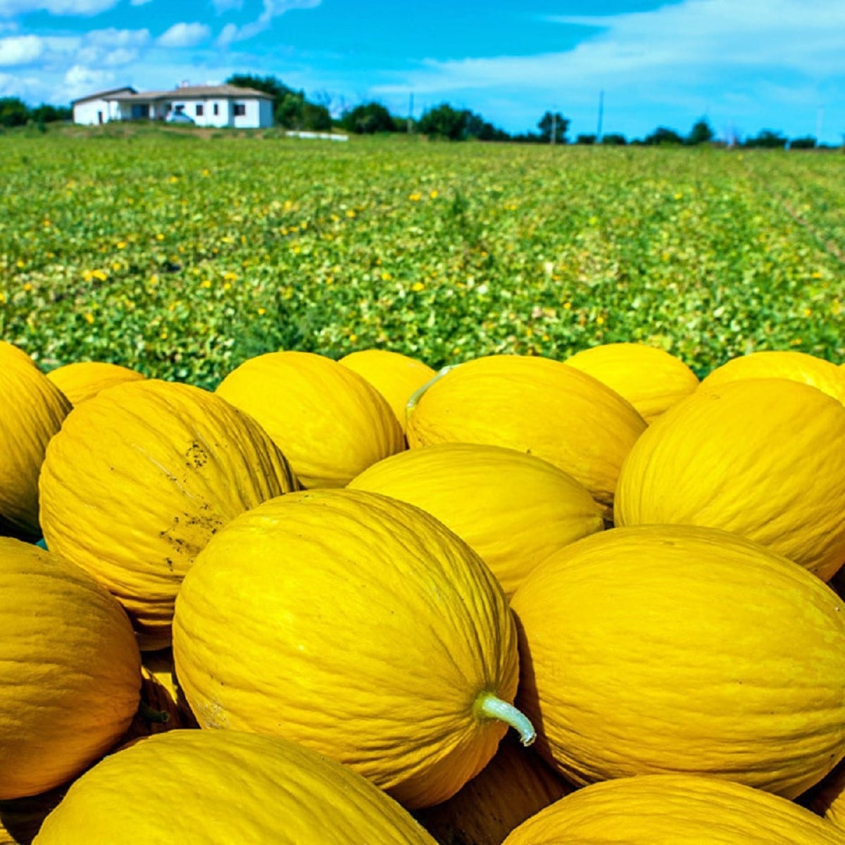 Meloun medový Bimbo F1 - Citrullus lanatus - osivo melounu - 6 ks