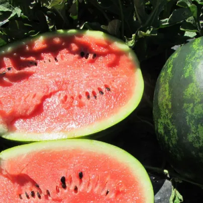 Meloun vodní Mini love F1 - Citrullus lanatus - osivo melounu - 6 ks