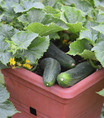 Okurka salátová do květináče Bush Champion - Cucumis sativus - osivo okurky - 8 ks