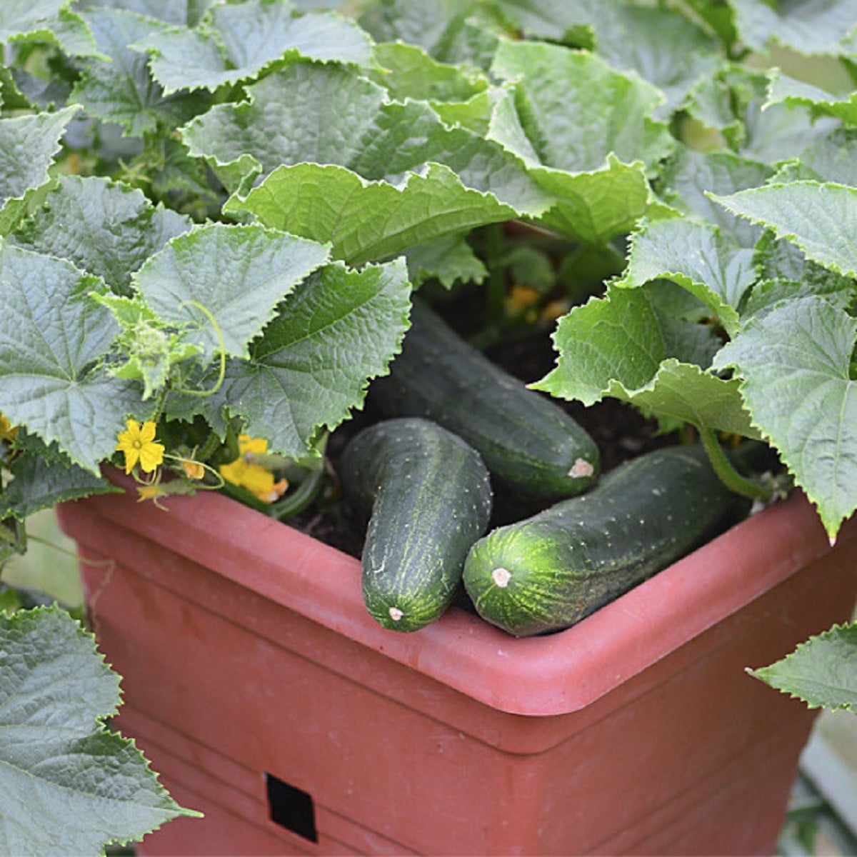 Okurka salátová do květináče Bush Champion - Cucumis sativus - osivo okurky - 8 ks