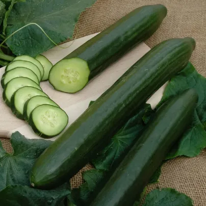 Okurka salátová Vista F1 - Cucumis sativa - osivo okurky - 10 ks
