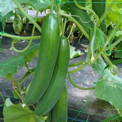 Okurka salátová Saturn F1 - Cucumis sativus - osivo okurky - 10 ks