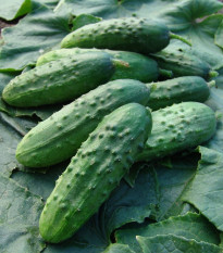 Okurka nakládačka Regina F1 - Cucumis sativus - osivo okurky - 20 ks
