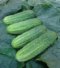 Okurka nakládačka Everest F1 - Cucumis sativus - osivo okurky - 15 ks