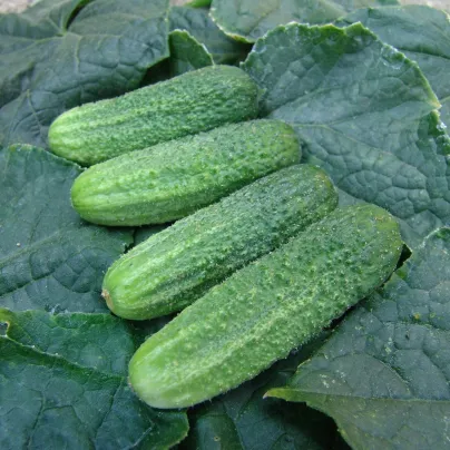 Okurka nakládačka Everest F1 - Cucumis sativus - osivo okurky - 15 ks