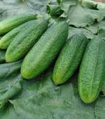 Okurka nakládačka Mira F1 - Cucumis sativus - osivo okurek - 35 ks