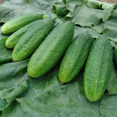 Okurka nakládačka Mira F1 - Cucumis sativus - osivo okurek - 35 ks