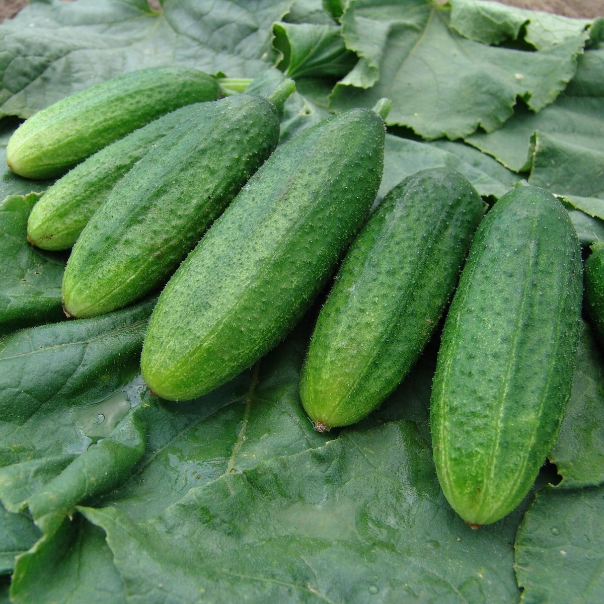 Okurka nakládačka Mira F1 - Cucumis sativus - osivo okurek - 35 ks