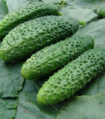 Okurka nakládačka Zuzana F1 - Cucumis sativus - osivo okurky - 30 ks