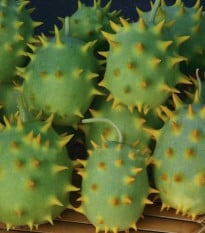 Okurka okrasná - Cucumis species - osivo okurky - 6 ks