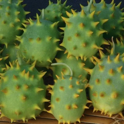 Okurka okrasná - Cucumis species - osivo okurky - 6 ks