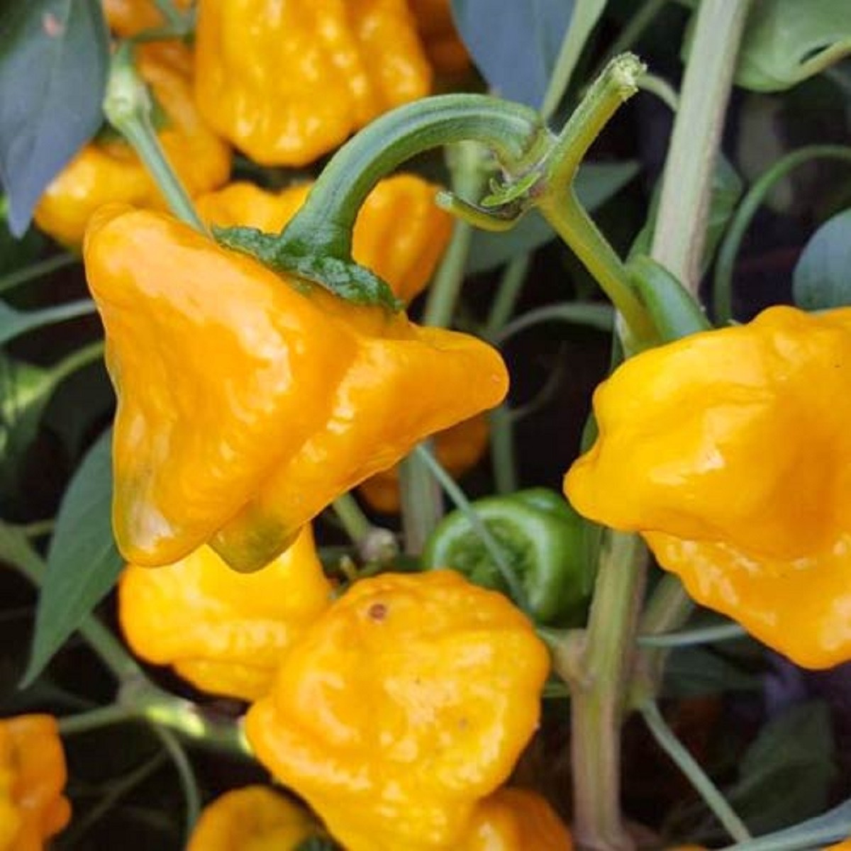 Chilli Mushroom žluté - Capsicum annuum - osivo chilli - 6 ks