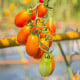 Rajče Radana - Solanum lycopersicum - osivo rajčat - 15 ks