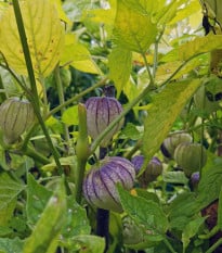 Mochyně dužnoplodá - Physalis philadelphica - osivo mochyně - 5 ks