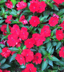Netýkavka Beacon Bright Red F1 - Impatiens walleriana - osivo netýkavky - 15 ks