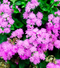 Nestařec americký Pink - Ageratum houstonianum - osivo nestařce - 30 ks