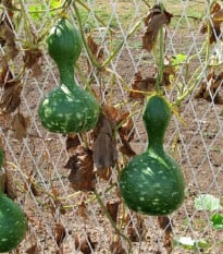 Tykev okrasná Indonesian Bottle - Cucurbita pepo - osivo tykve - 8 ks