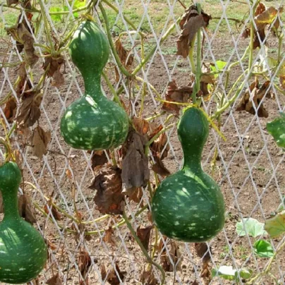 Tykev okrasná Indonesian Bottle - Cucurbita pepo - osivo tykve - 8 ks
