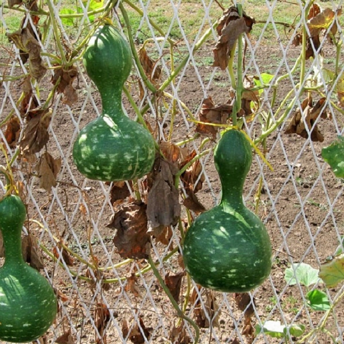 Tykev okrasná Indonesian Bottle - Cucurbita pepo - osivo tykve - 8 ks