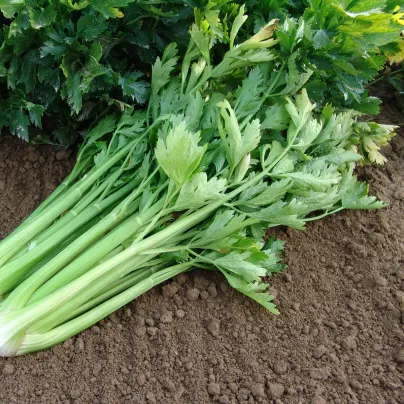 Celer řapíkatý Malachit - Apium graveolens - osivo celeru - 0,7 g