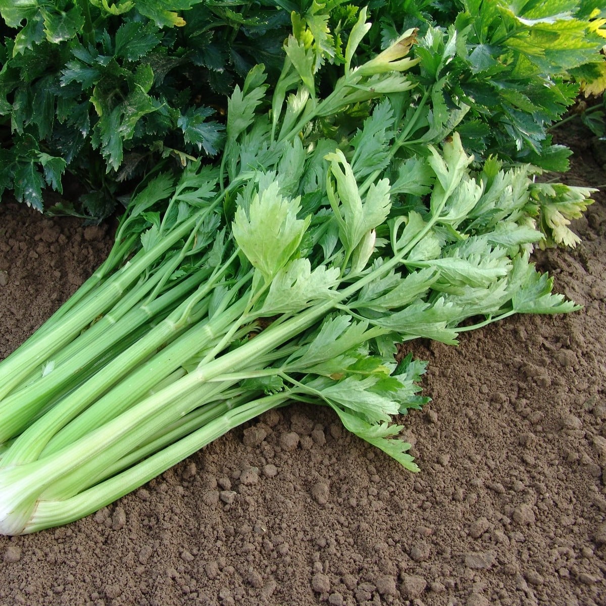 Celer řapíkatý Malachit - Apium graveolens - osivo celeru - 0,7 g
