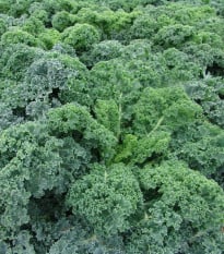 Kadeřávek Kapral - Brassica oleracea L. convar. - osivo kadeřávku - 300 ks