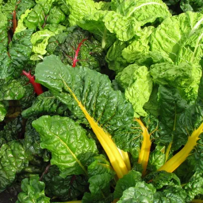 Mangold žlutý Giallo - Beta vulgaris - osivo mangoldu - 30 ks